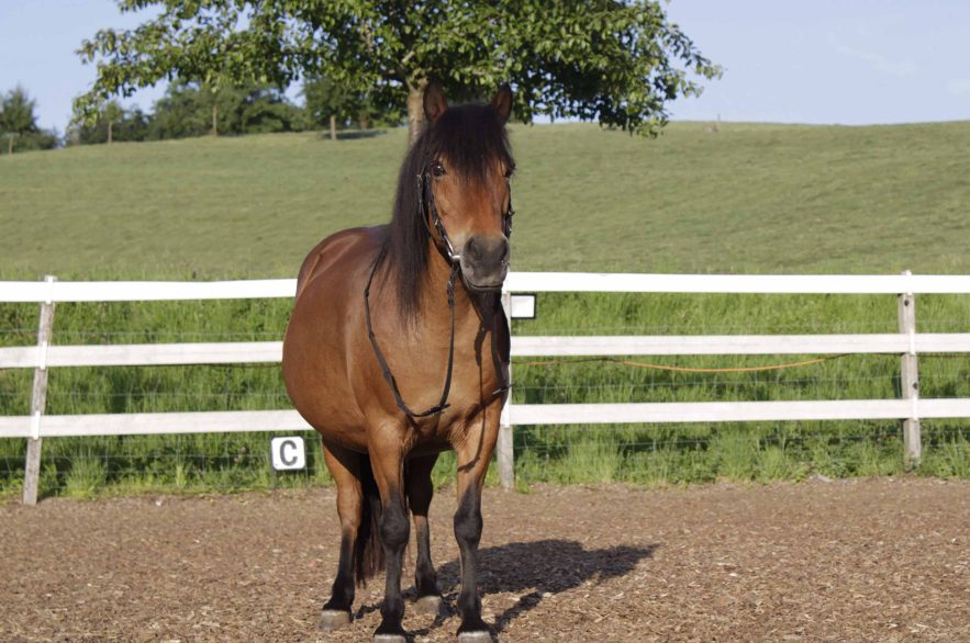 Pferde & Impressionen / 