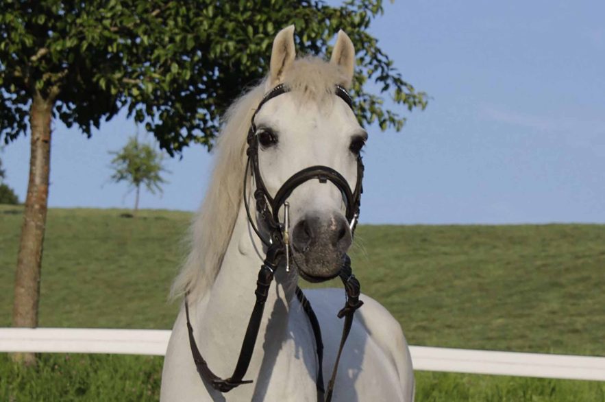 Pferde & Impressionen / 